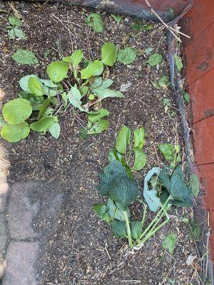 Trampled plants and sawdust.