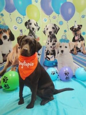 Bella celebrating her birthday at Dogtopia!