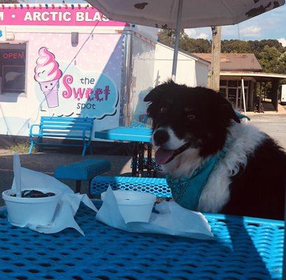 Tilly and her Momma enjoying a pup cup and a person cup!