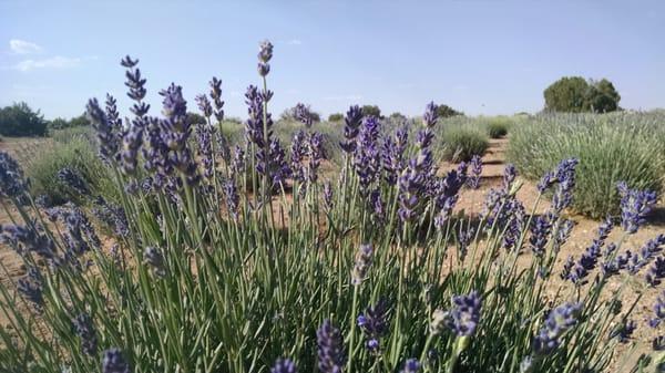 Lavender in bloom.