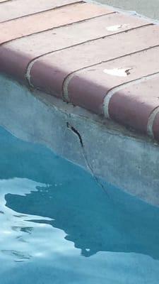 An example of the the superb product Combined Pool and Spa recommended as a way to decrease maintenance.  Cracked and pulling away