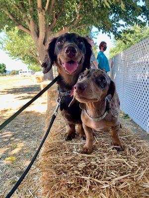 Highlands Ranch Animal Hospital specializes in the care of dogs and cats. We love to see our Mini Dachshunds!