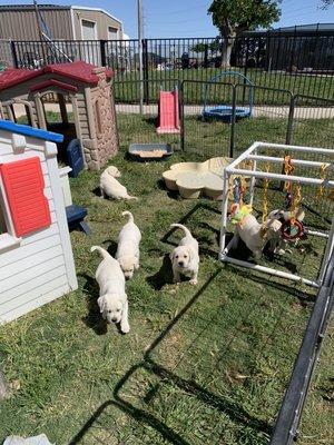 Puppy play area