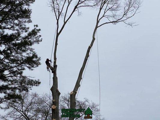 Sergeant Tree Service