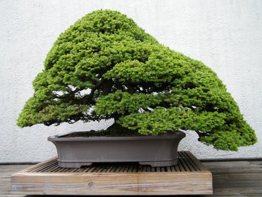 An Jezo spruce (Picea jezoensis) bonsai on display at the National Bonsai & Penjing Museum at the United States National Arboretum. Accordin