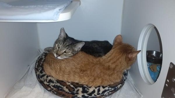 Two of our feline boarders snuggled up together in a cozy cat condo