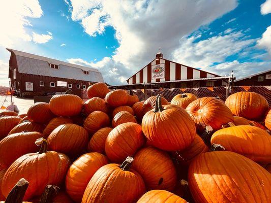 Hand harvesting over 2 million pounds of pumpkins every year here on our farm! Open Daily 10am-6pm!