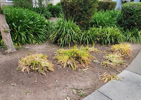 This is how they trimmed the Naked Ladies in front of my house. They have no finesse and always leave a mess behind.