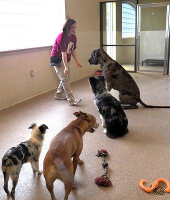 Red Bluff Pet Resort offers dog and cat boarding, grooming, training, day care and group play.