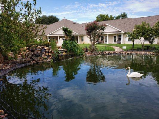 Swans in our pond