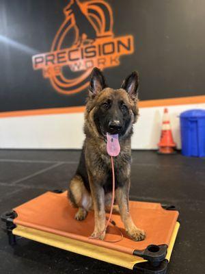 Meet Rex, a 9 month old German Shepherd. He is learning basic commands as well as off leash training while he is with us.