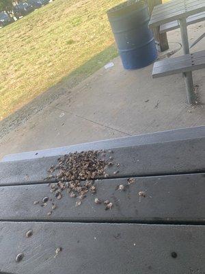 More bird poop on picnic table