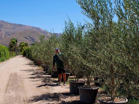 30 gallon Olive Trees