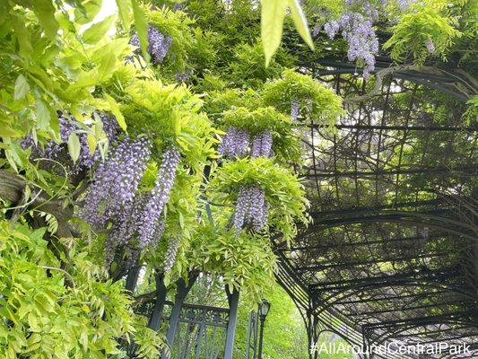 Wisteria pergola at   The Conservancy garden
Tour stop - 3hr