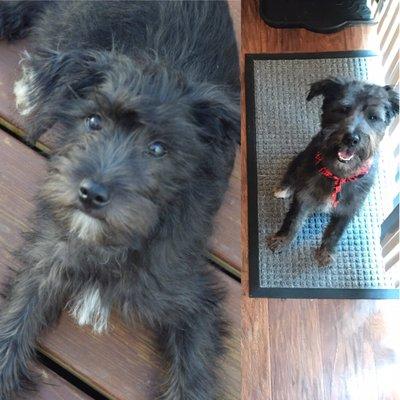 Before and after of our schnoodles. Absolutely horrible.