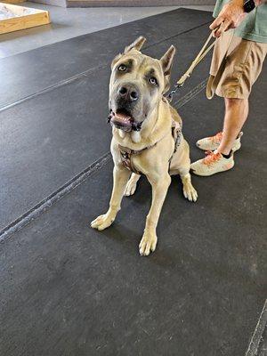 Cane corso in for obedience and protection