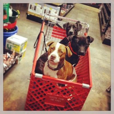 Pets are always welcome at our stores!