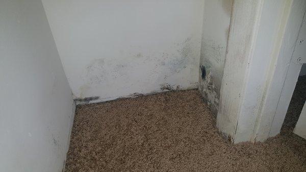 Mold picture 1, there's more as you go around.