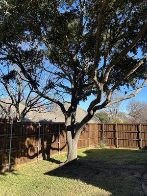 This tree is in our backyard and was hanging low. They cleaned up all the branches and cut some larger ones.