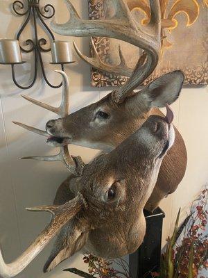 Deer mount