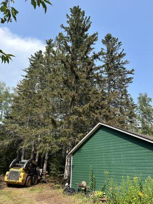 Arrowhead Tree and Landscape