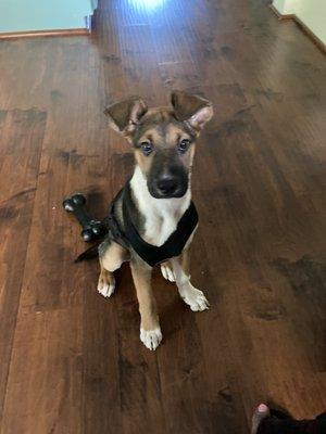 The Shepard mix we adopted!