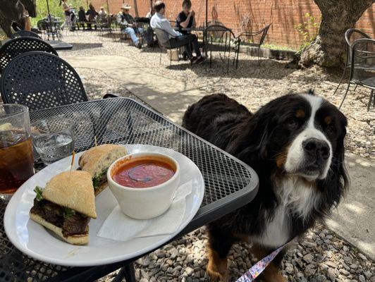 Steak sandwich and tomato bisque soup. And one Bernese Mountain Dog who is hopeful of getting some.