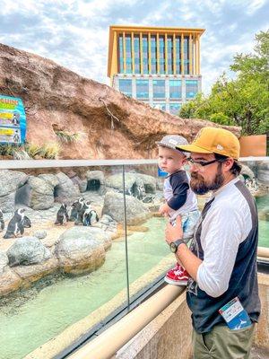 African penguin exhibit