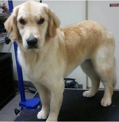 Grooming done by Gia, our wonderful groomer