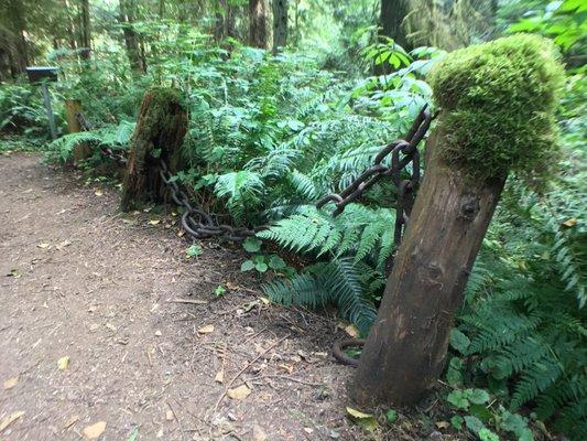 green growing fence posts