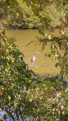 Heron - Francis Beatty Park October 22, 2023