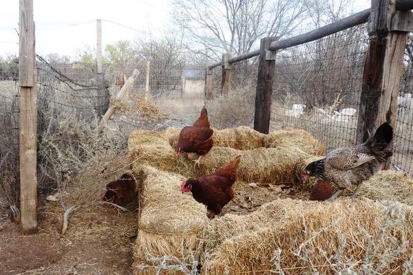 The chickens at Rancho Gallina.