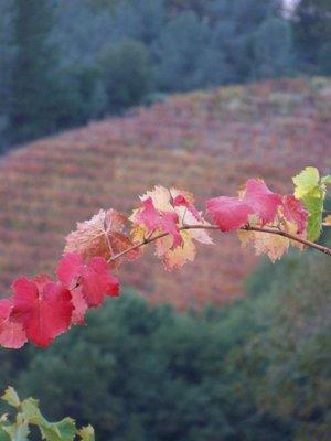 Fall vineyard