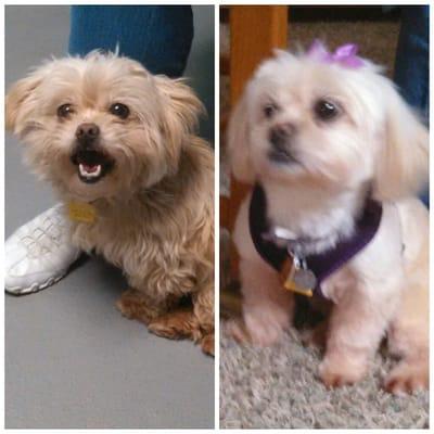 Schatzi, my scared lil girl i rescued from THS b4 & after going to Elite Pet Salon :) Thank u Candice and staff! U are amazing!