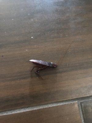 Large roach in room