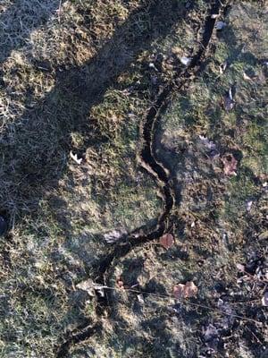 Serpentine trails in early spring caused by a vole.