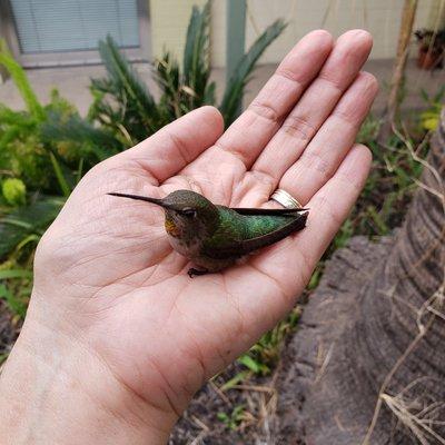 Reikied an injured hummingbird and was able to release him back in good health.