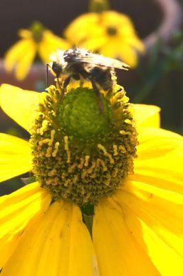 Bee friendly flowers