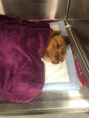 M pup snuggled up in the post procedure holding area waiting for anesthesia to wear off