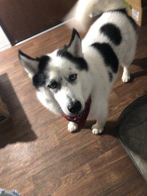 He came home with a bandana