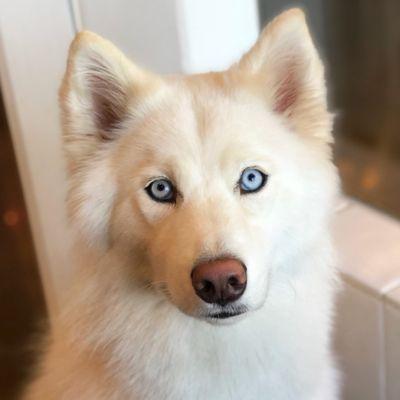 Beautiful white husky puppy with blue eyes.