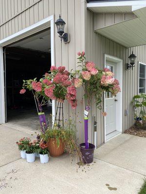 Hydrangea trees from Gardenville Blooms