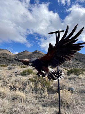 Harris hawk in flight