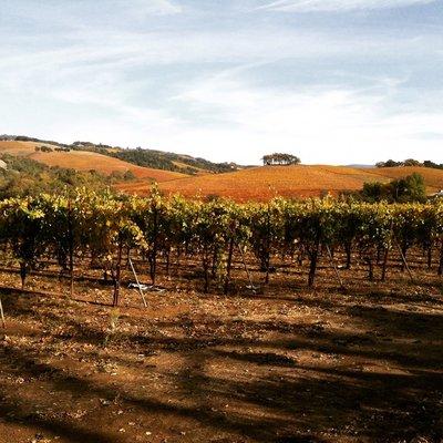 Fall color in the Sonoma Valley vineyards