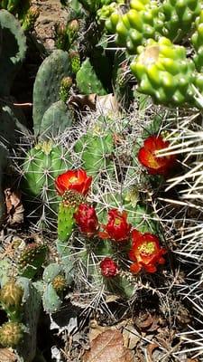 cold hardy cactus