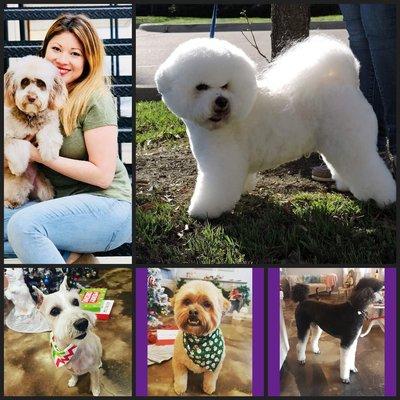 Meet the groomer! This is Laurie M. She is AKC Safety Certified, Pet CPR Certified, and NDGAA Groomer C