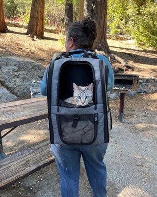 Happily on her outdoor adventures from the safety of her cocoon and NOT the vet carrier