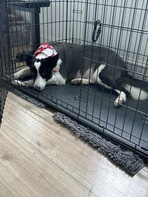 Freshly bathed and groomed Border Collie! A happy and content boy!