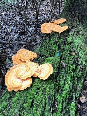 Chicken of the woods mushrooms found on our tour.