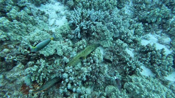 The eel's spotted throughout our three days of diving were up for a viewing